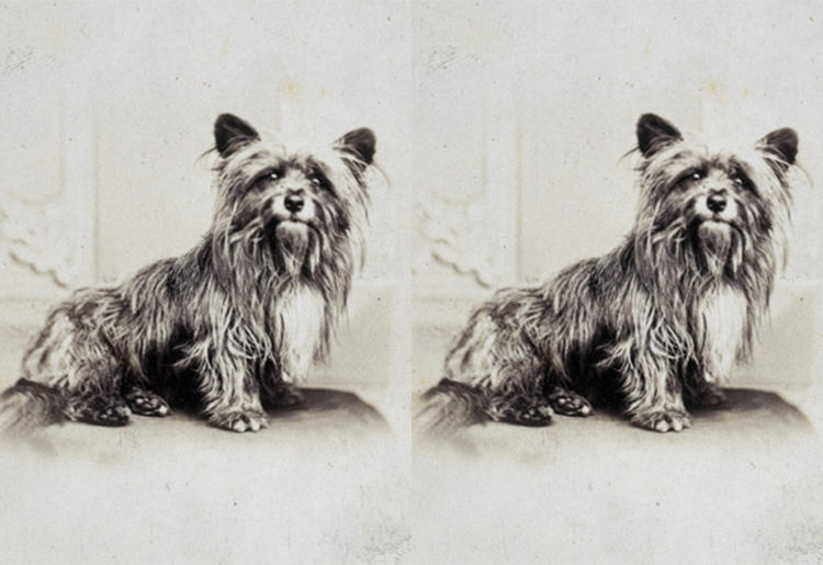 Historical photo of Greyfriars Bobby the loyal Skye Terrier